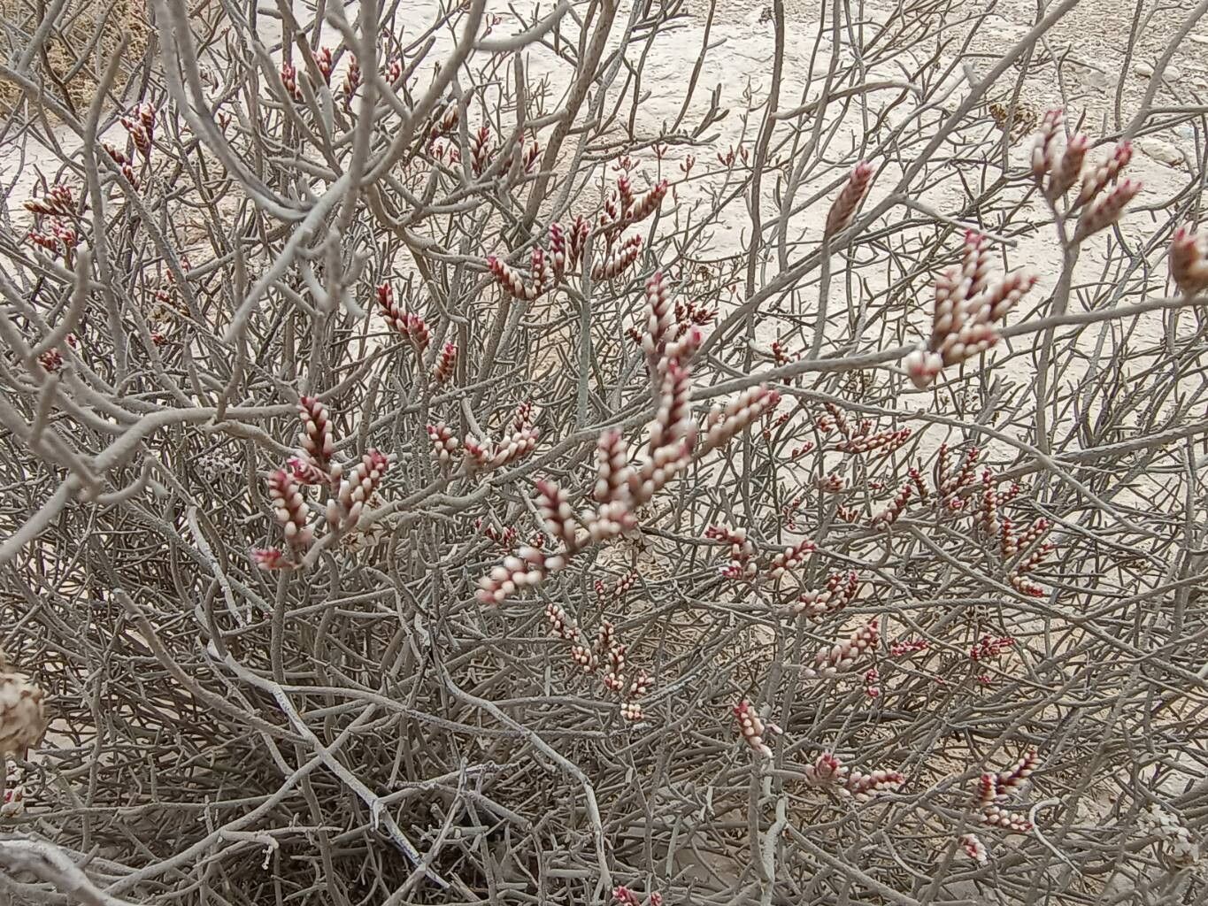 Limonium pruinosum habit