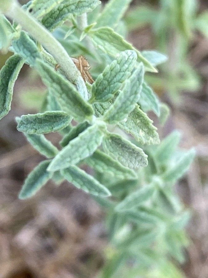 Nepeta nepetella — search result for 'Algeria'