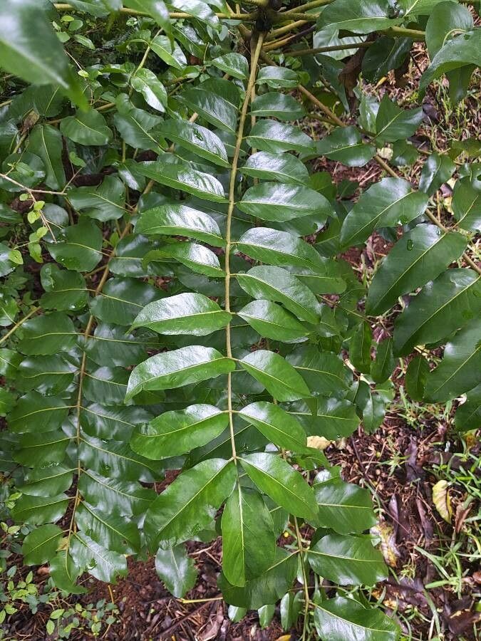 Polyscias crenata leaf