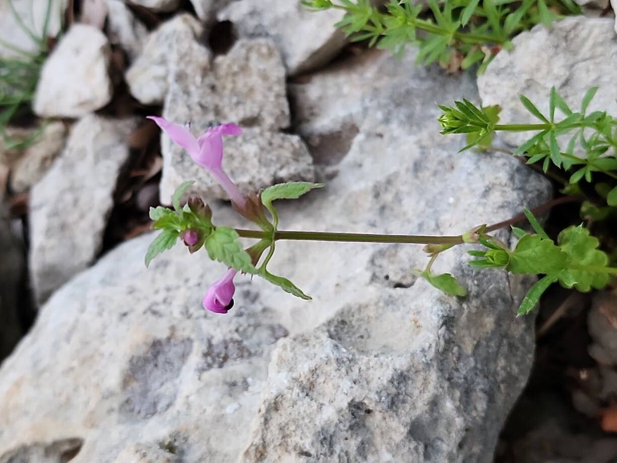 Lamium persepolitanum habit