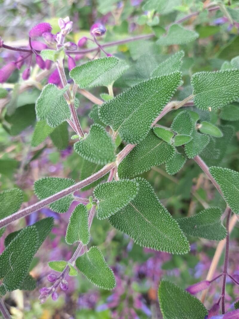 Salvia semiatrata — houseplant care guide