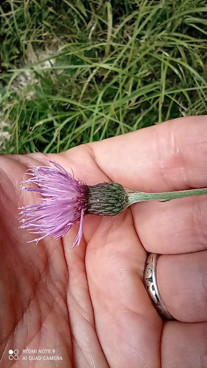 Cirsium sieboldii — search result for 'Cirsium'