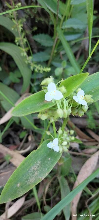 Tripogandra serrulata flower