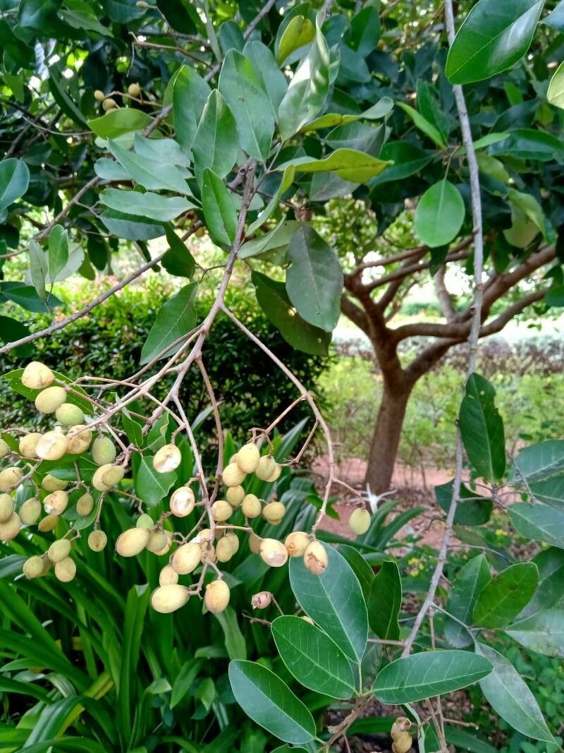 Walsura robusta — search result for 'Meliaceae'
