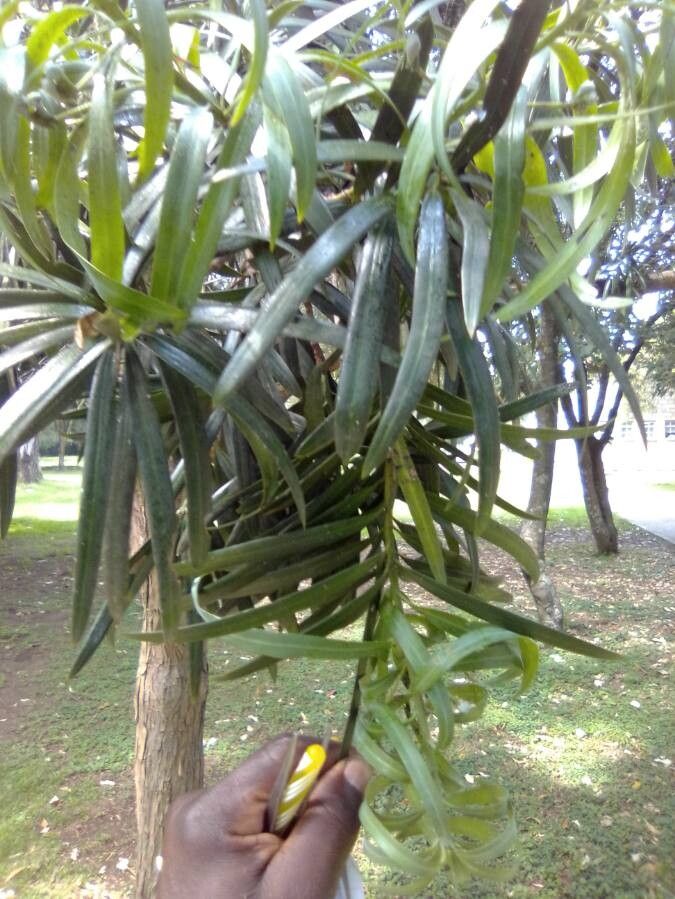 Podocarpus milanjianus leaf