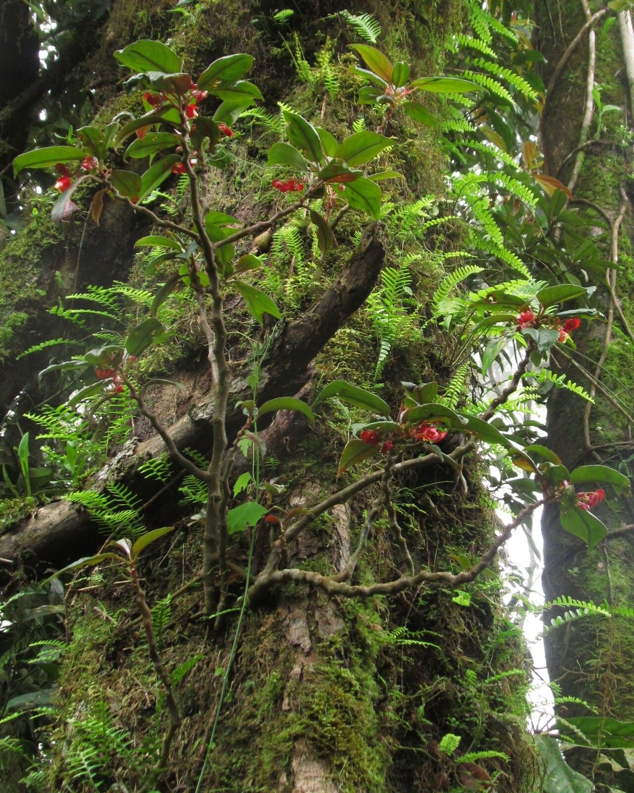 Impatiens etindensis habit