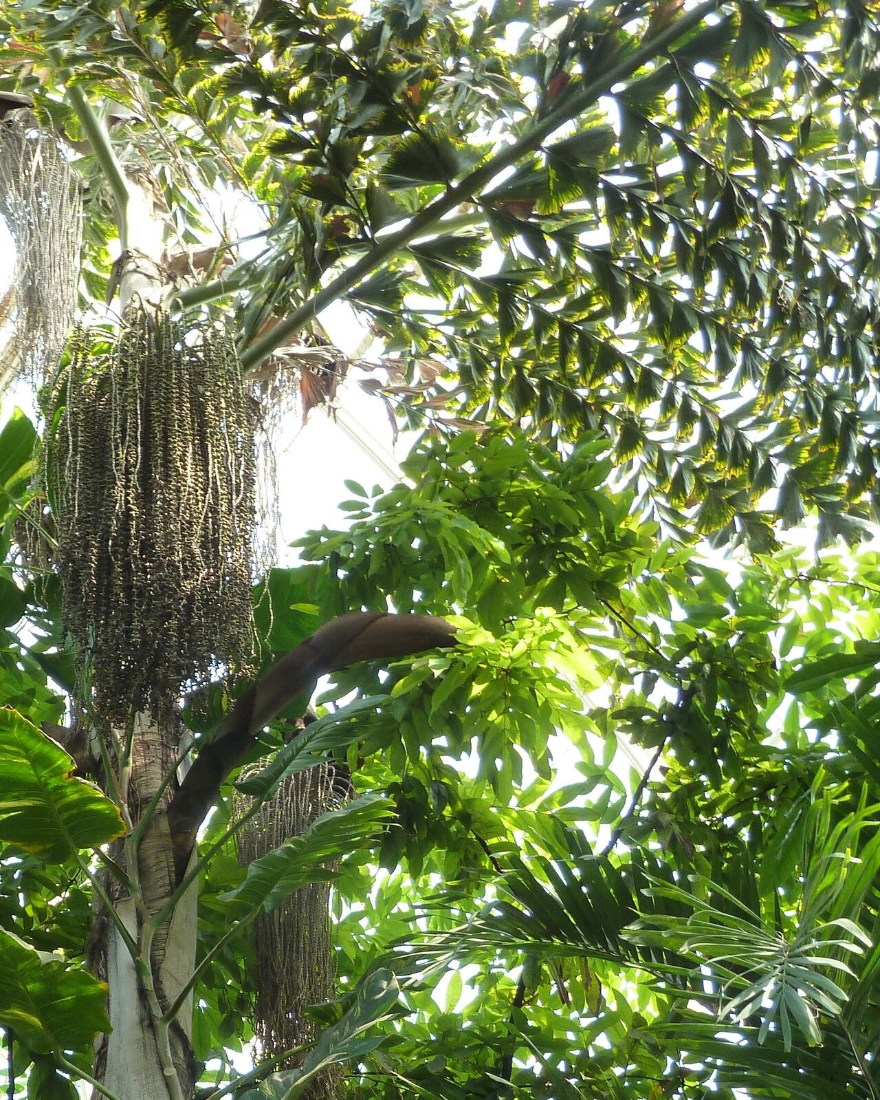 Caryota rumphiana flower