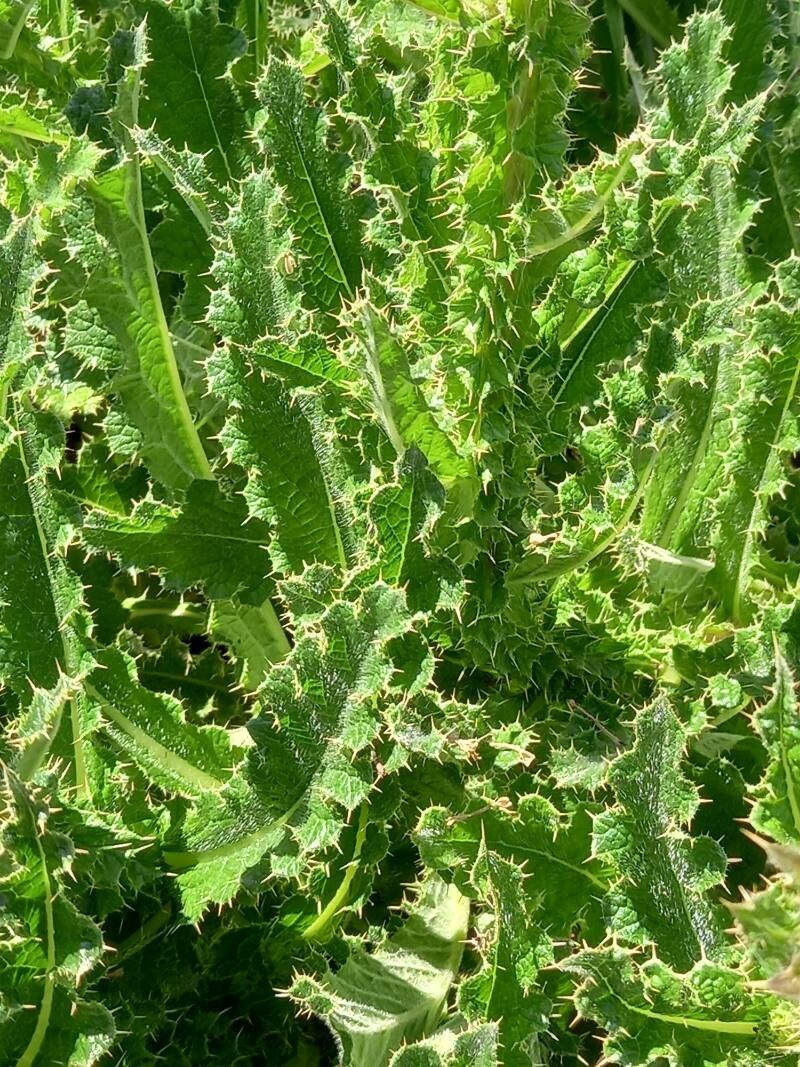 Berkheya purpurea leaf