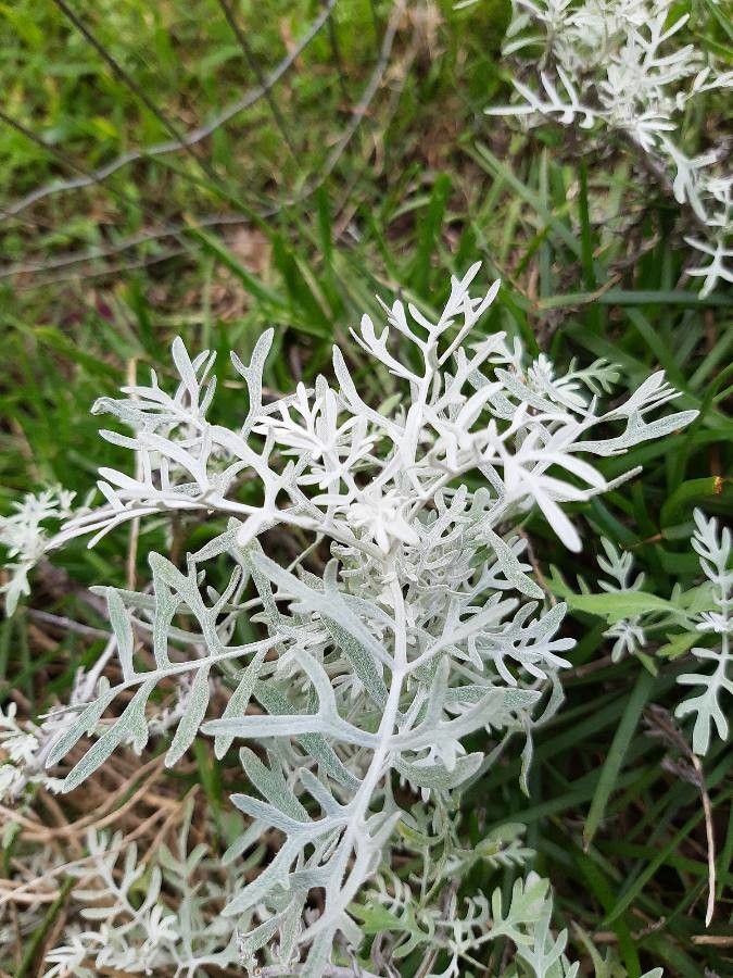 Jacobaea leucophylla bark