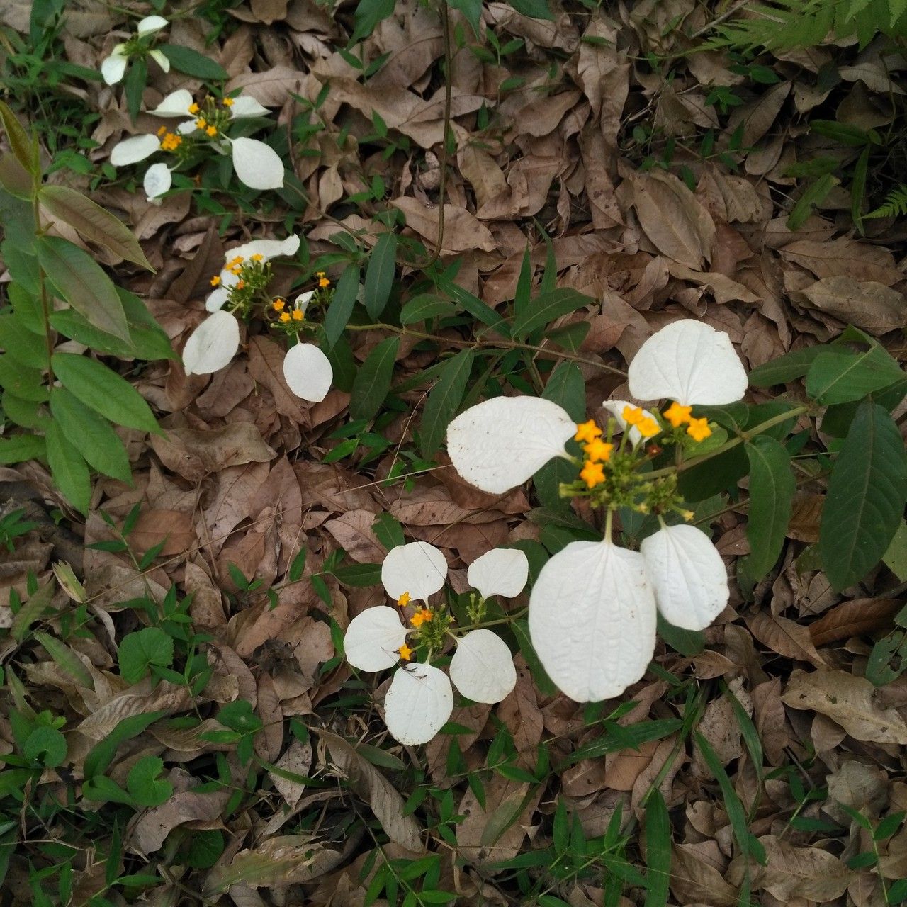 Mussaenda pubescens habit