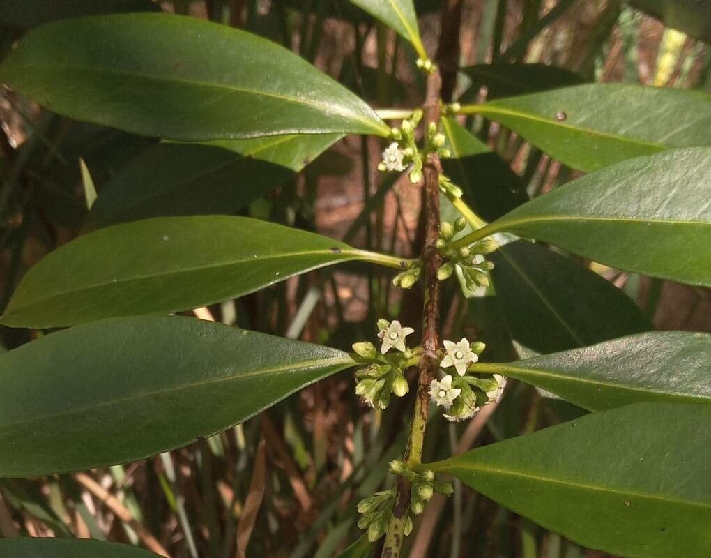 Geniostoma rupestre leaf