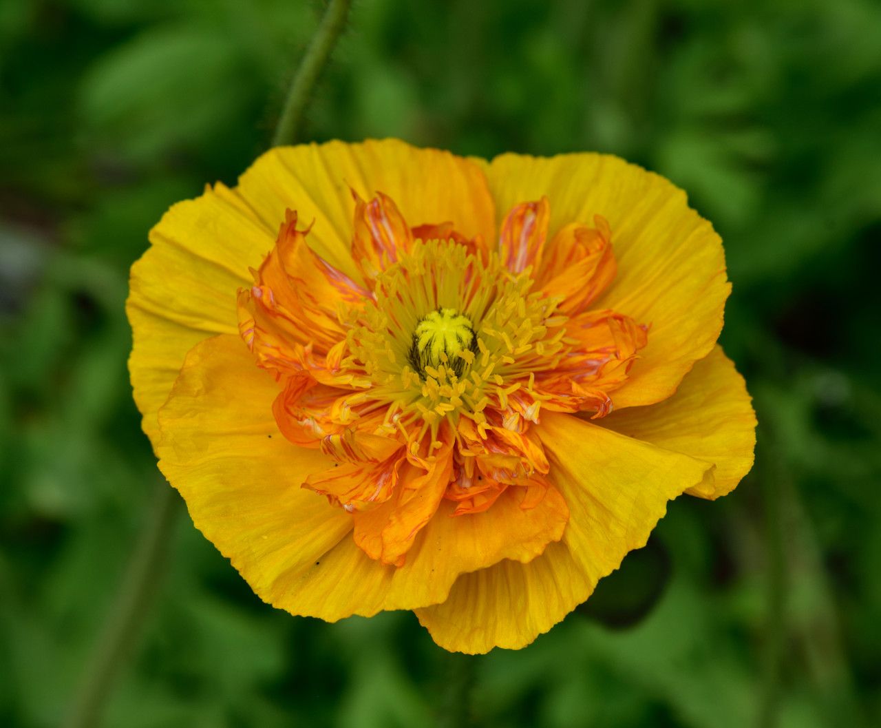 Trollius chinensis flower