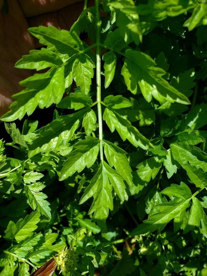 Oenanthe sarmentosa — search result for 'Apiaceae'