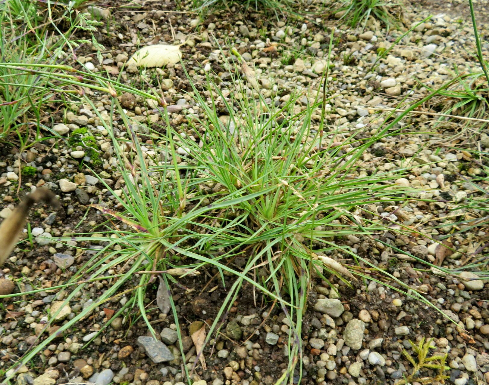 Dianthus basuticus — houseplant care guide