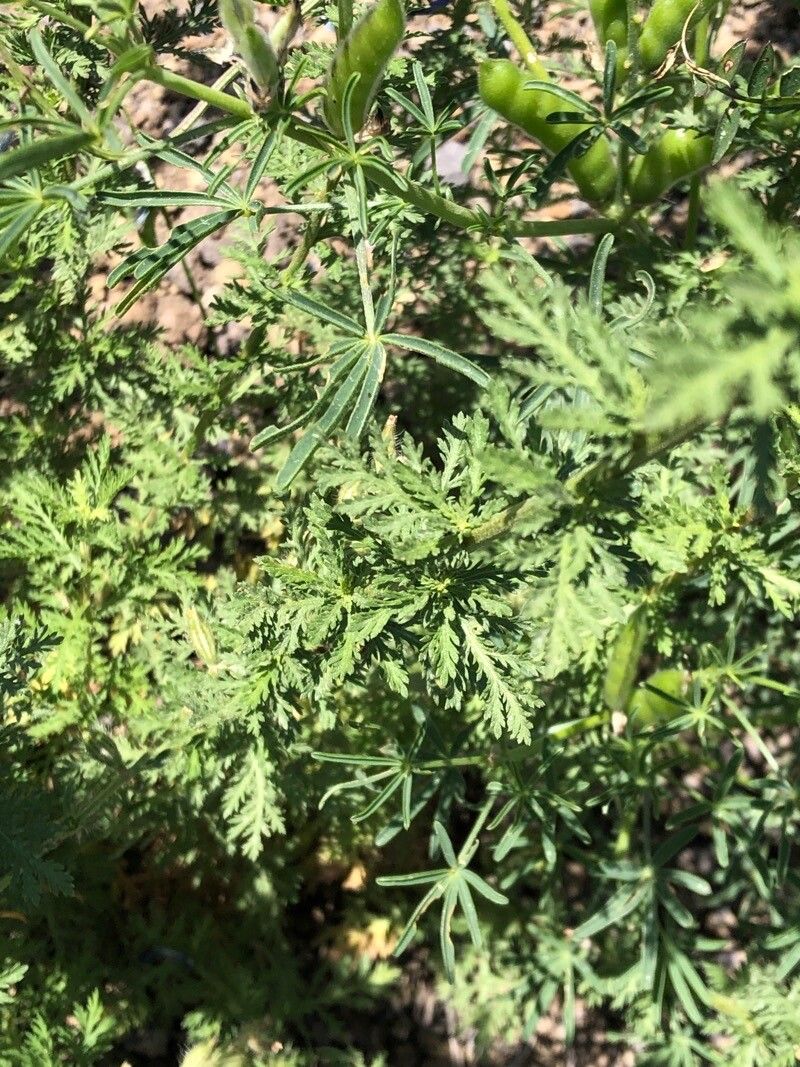 Achillea ligustica leaf