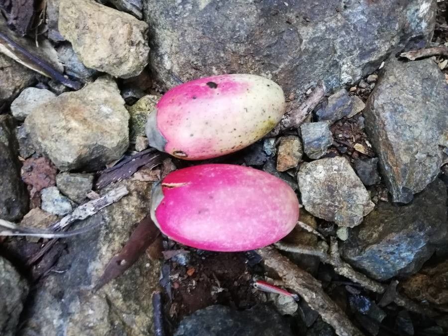 Diospyros macrocarpa fruit