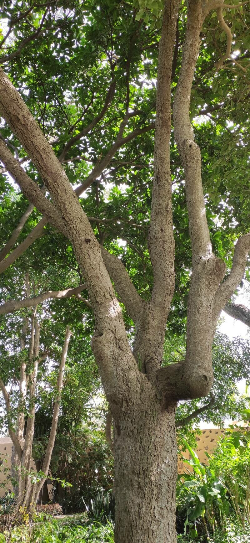 Pittosporum ferrugineum habit