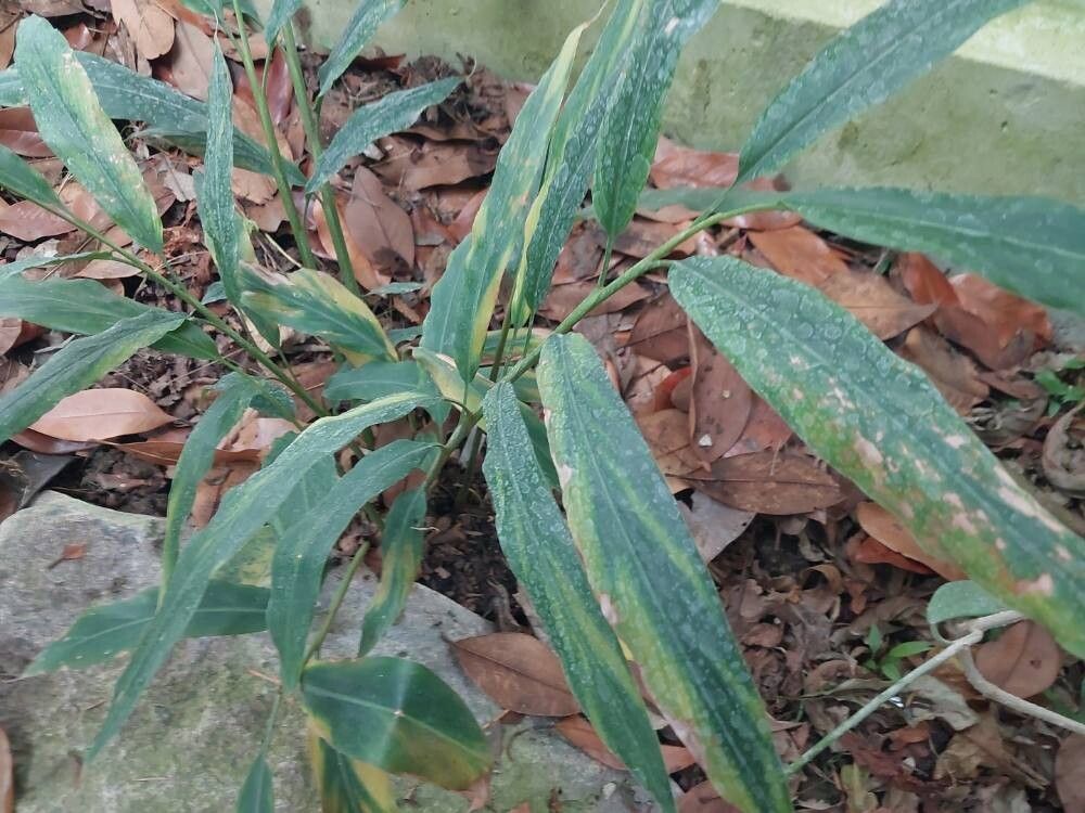 Alpinia romburghiana — search result for 'Alpinia'