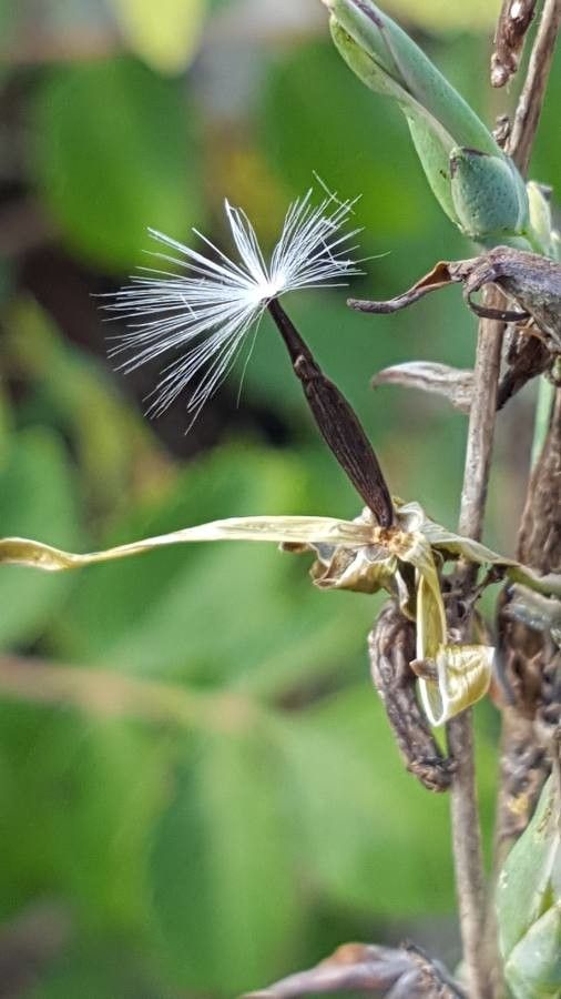 Lactuca viminea fruit