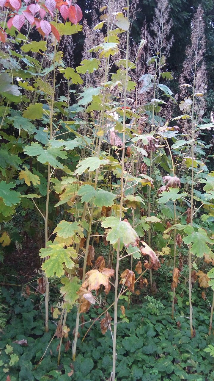 Macleaya microcarpa habit