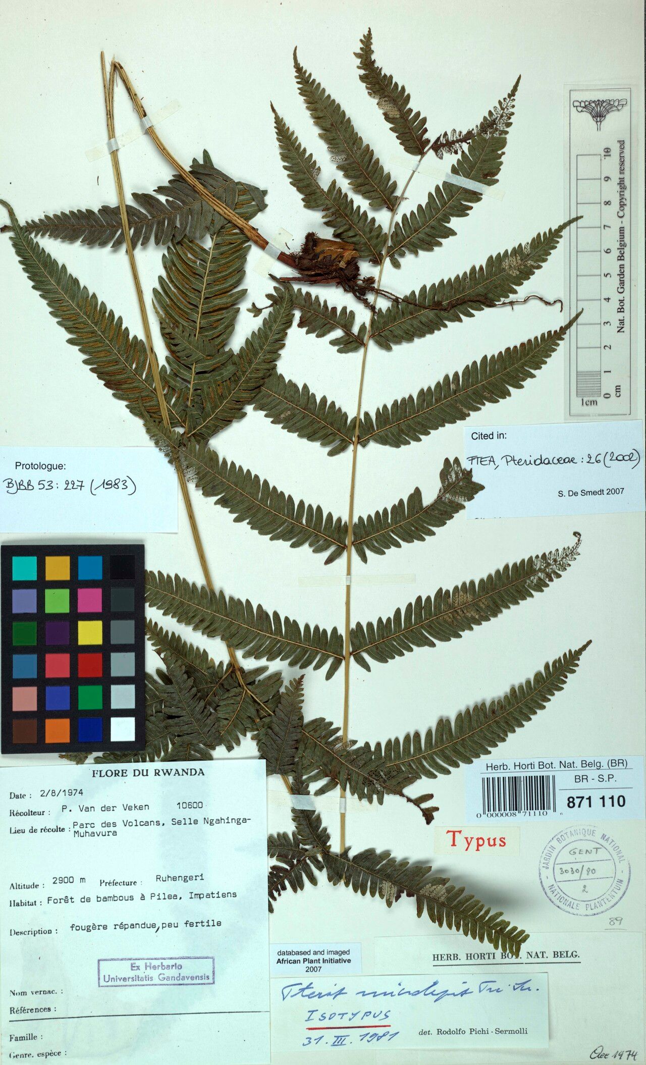 Pteris microlepis — search result for 'Pteris'