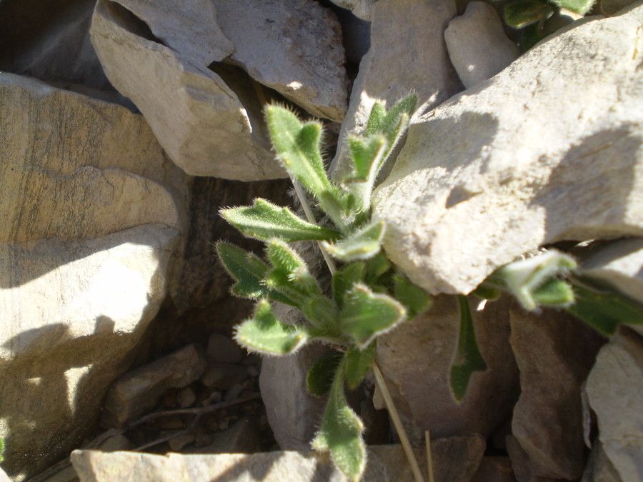 Biscutella brevicaulis habit