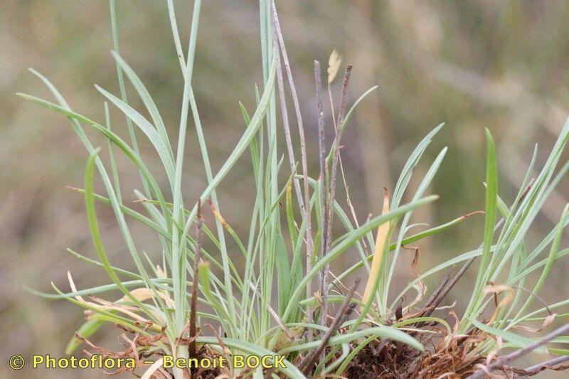Armeria capitella habit