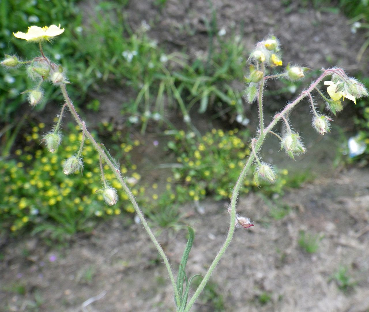 Tuberaria praecox flower