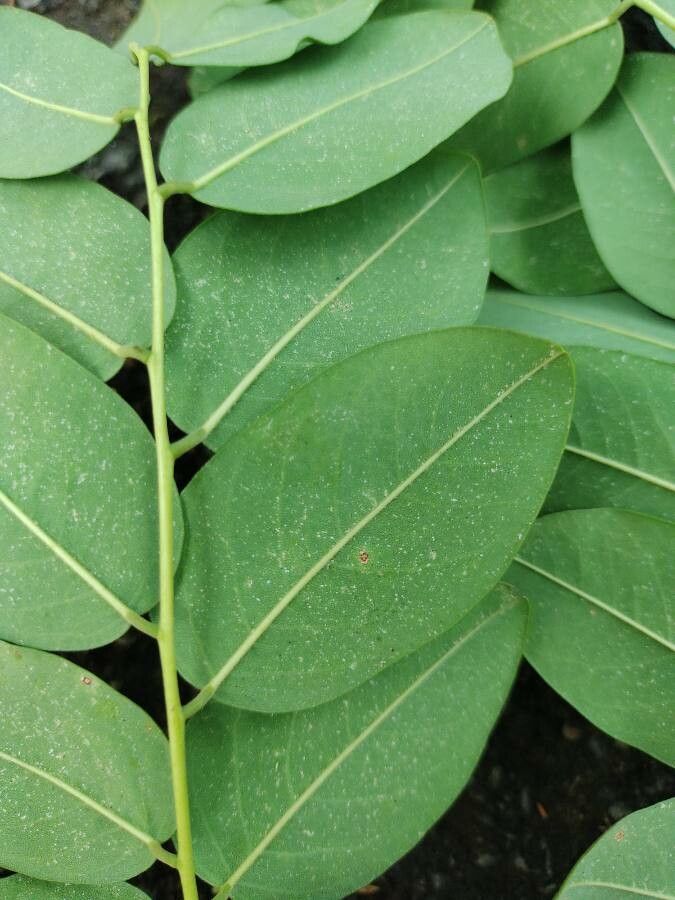 Amburana cearensis leaf