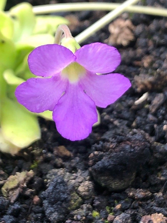 Pinguicula martinezii flower