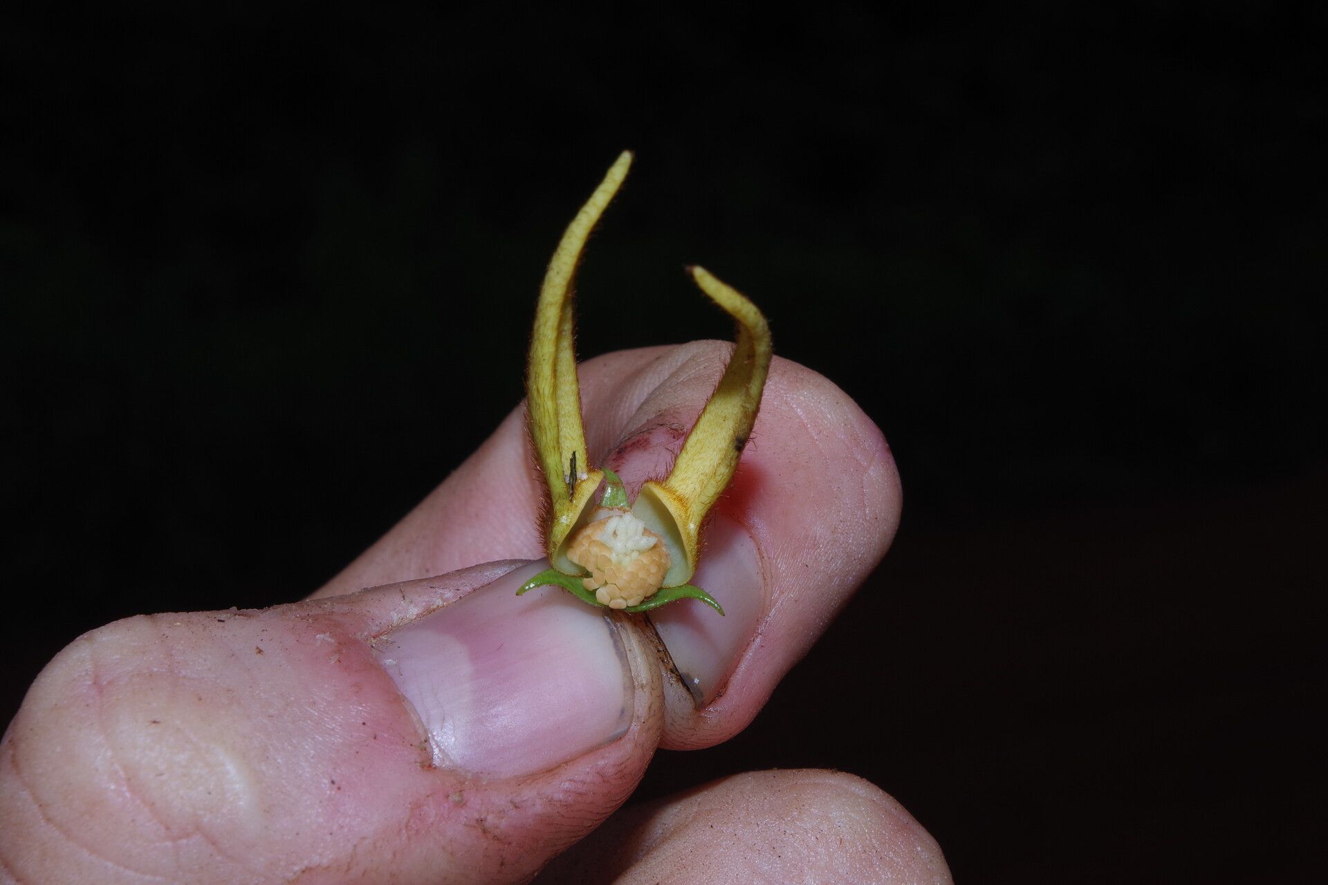 Artabotrys rufus flower