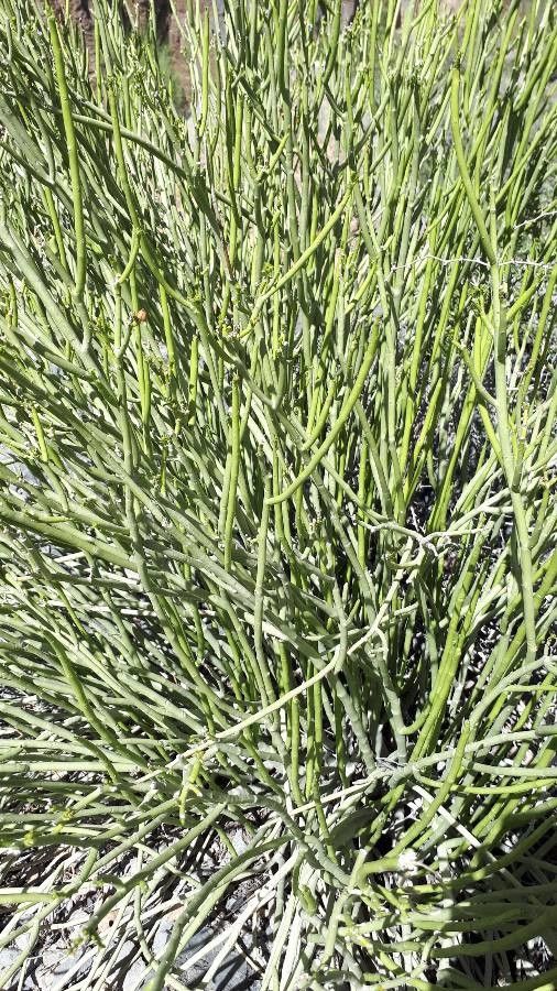 Euphorbia dhofarensis — houseplant care guide