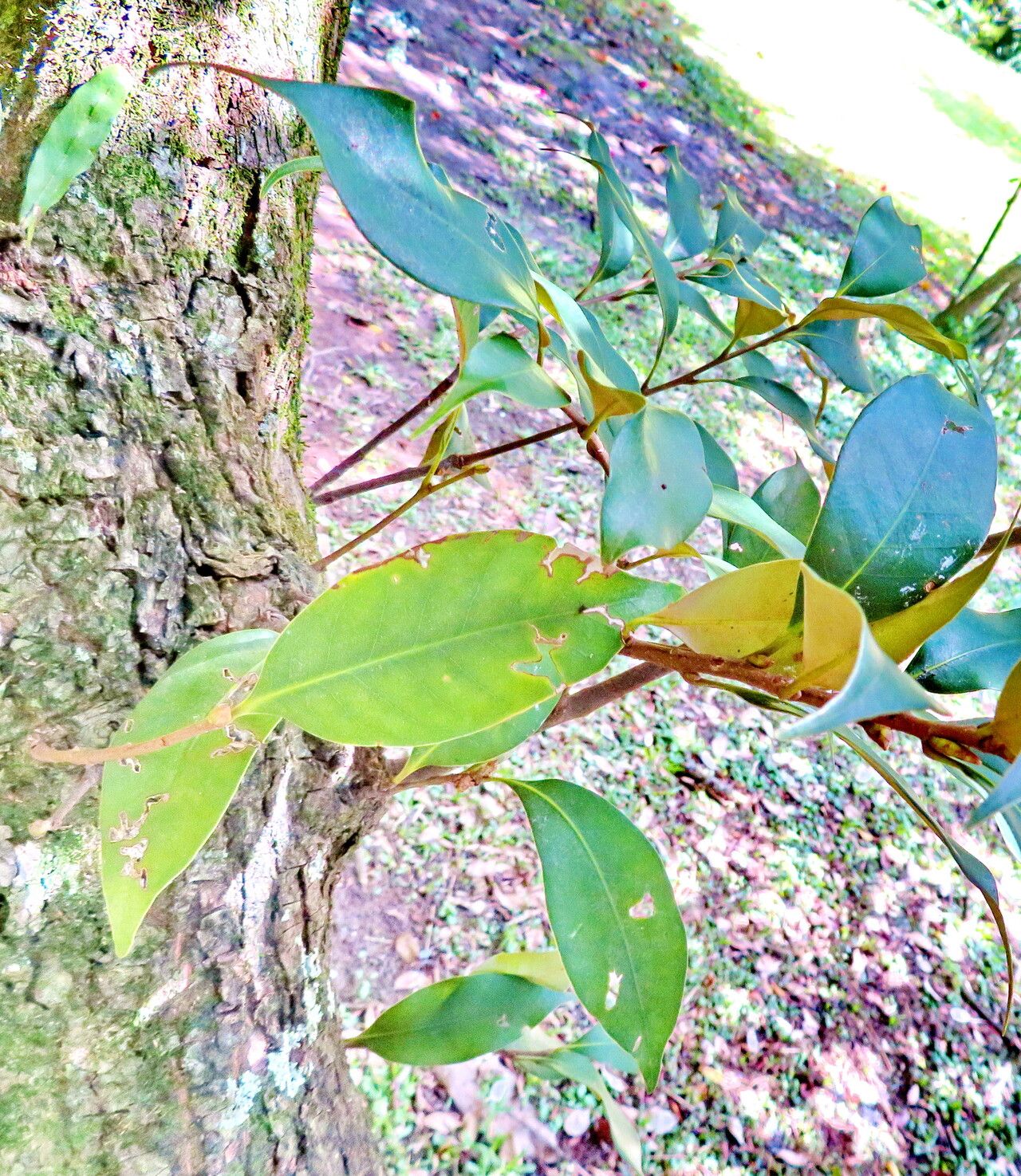 Castanopsis cuspidata — related species from the same genus