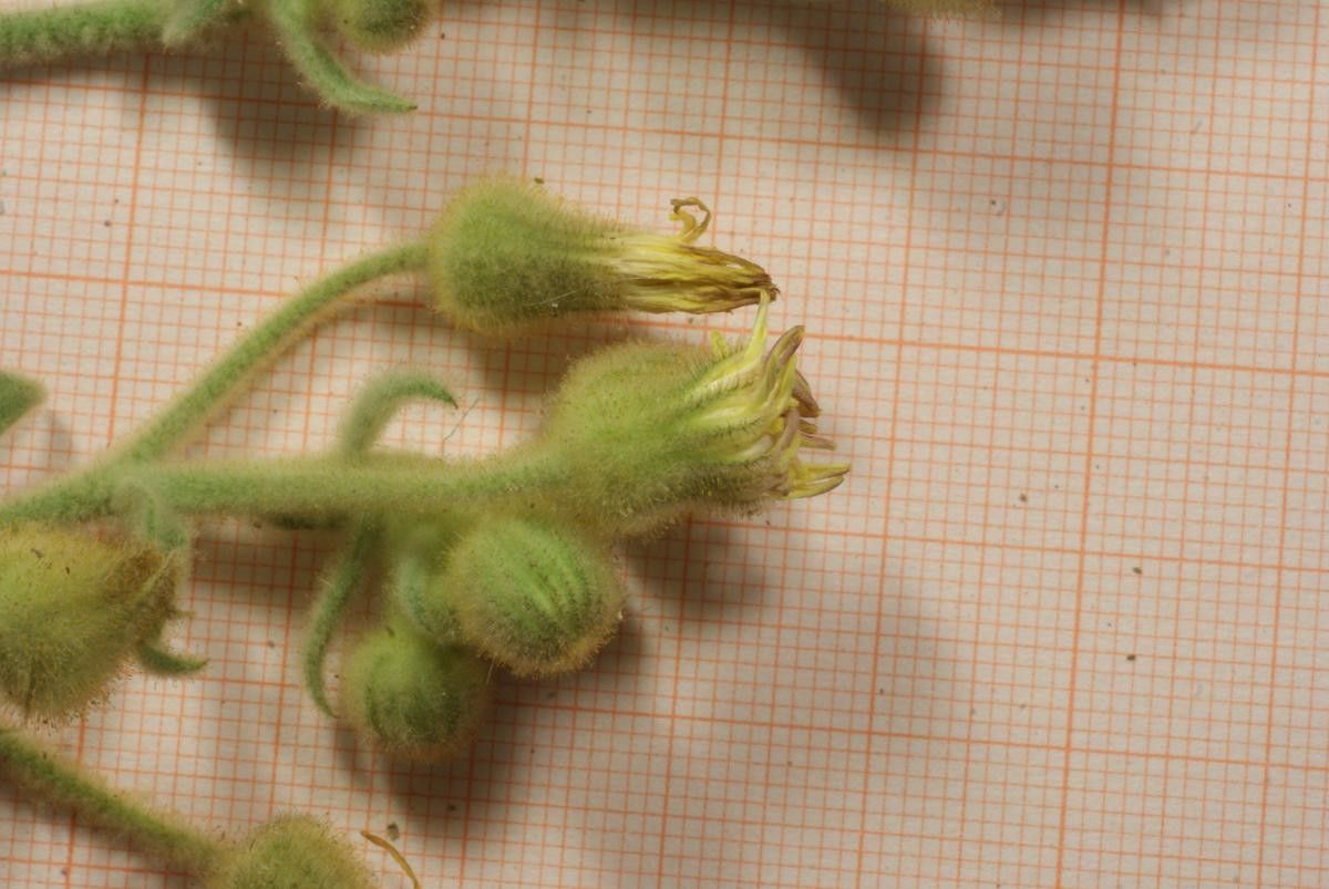 Andryala nigricans flower