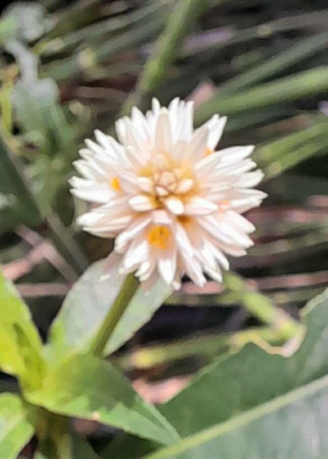 Alternanthera philoxeroides flower