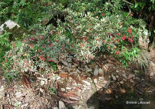 Syzygium rivulare habit