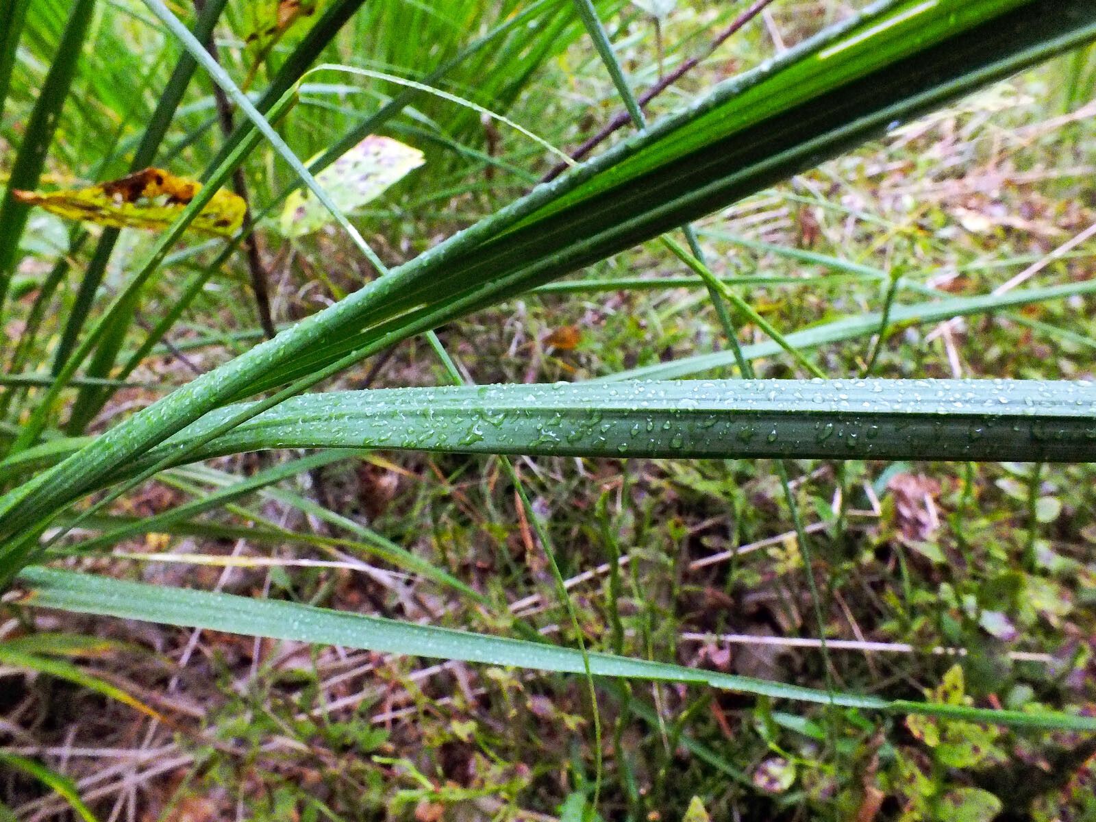 Carex elongata — search result for 'Kazakhstan'