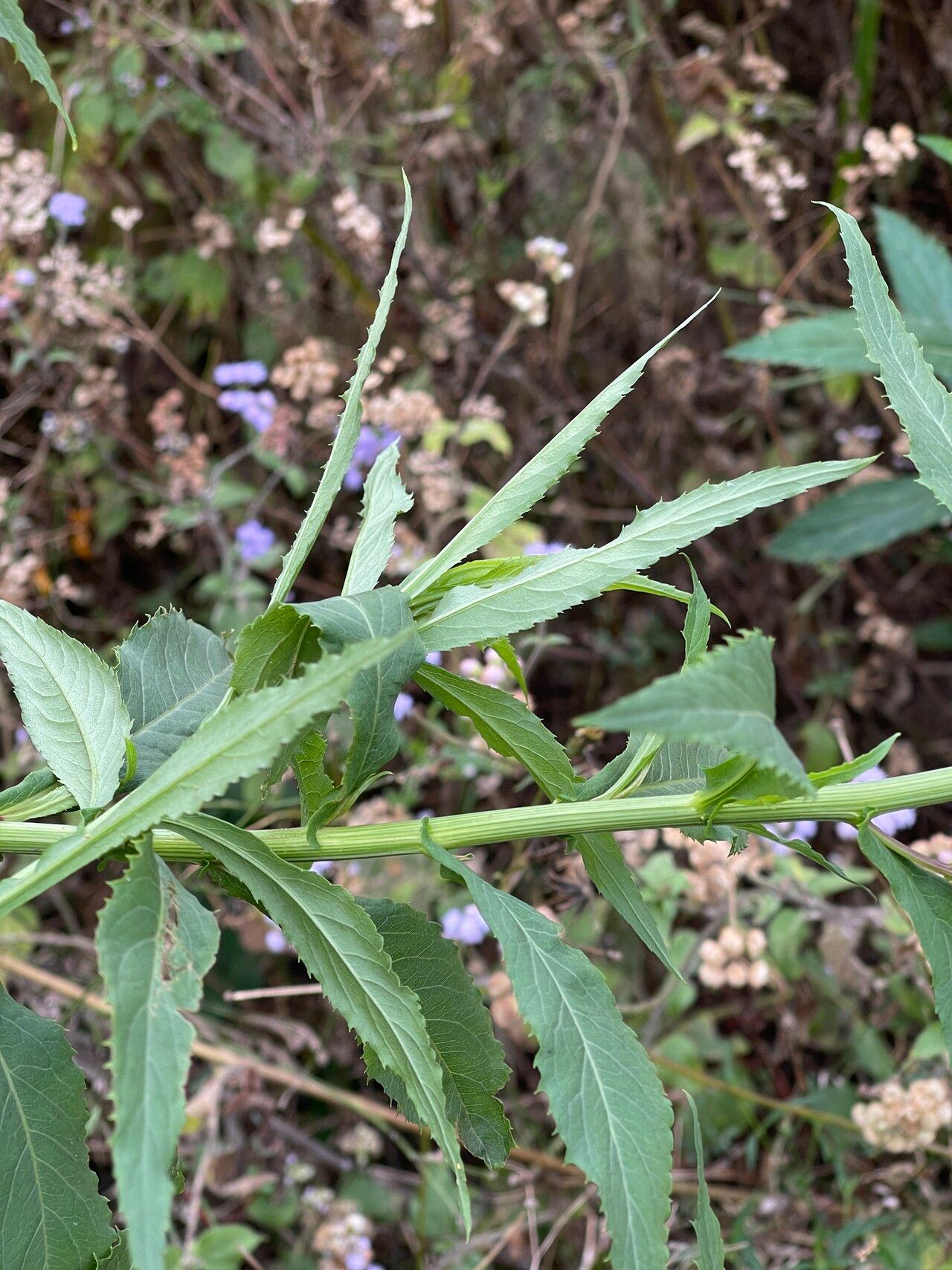 Nidorella attenuata leaf