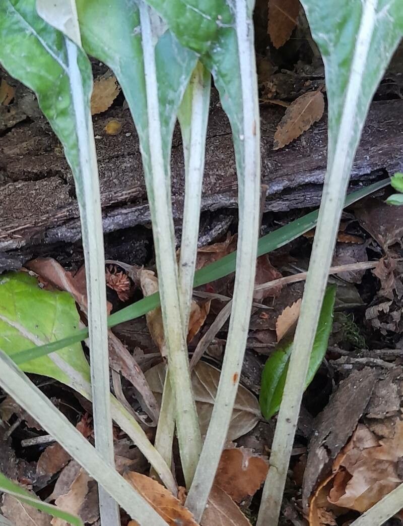 Adenocaulon chilense bark