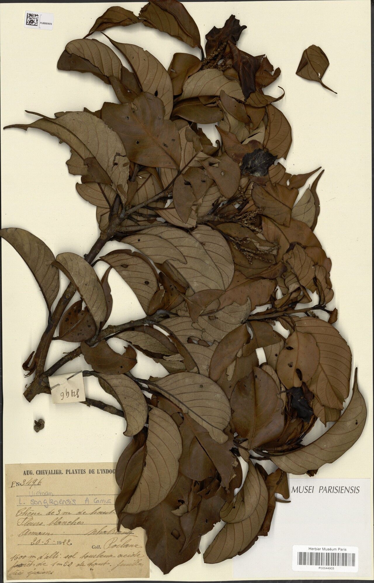 Lithocarpus songkoensis — search result for 'Lithocarpus'