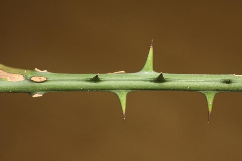 Smilax siphilitica other