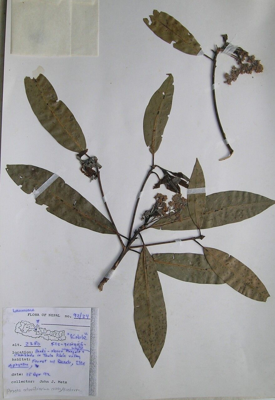 Machilus gamblei other