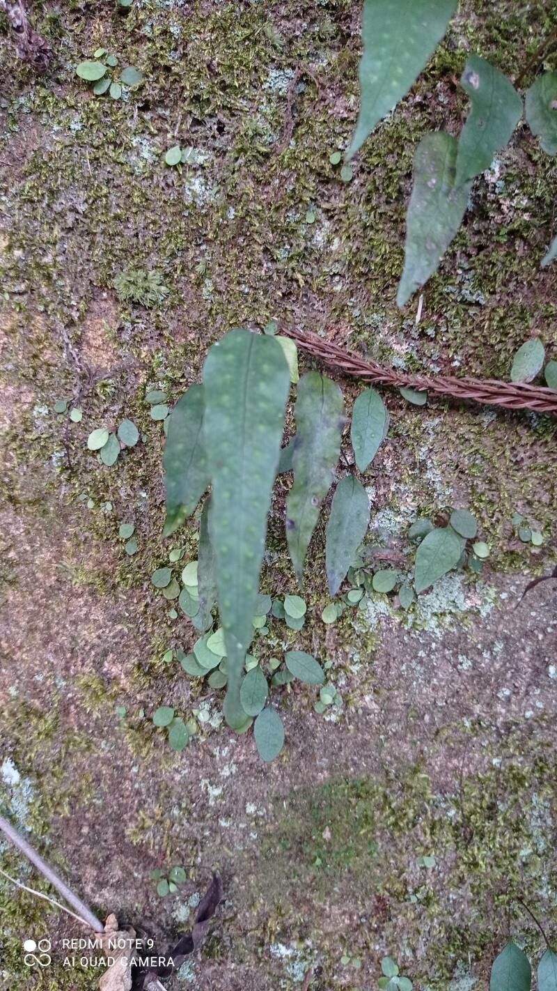 Selliguea hastata leaf