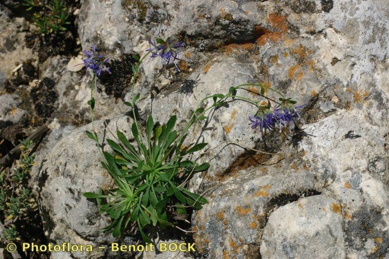 Jasione foliosa habit