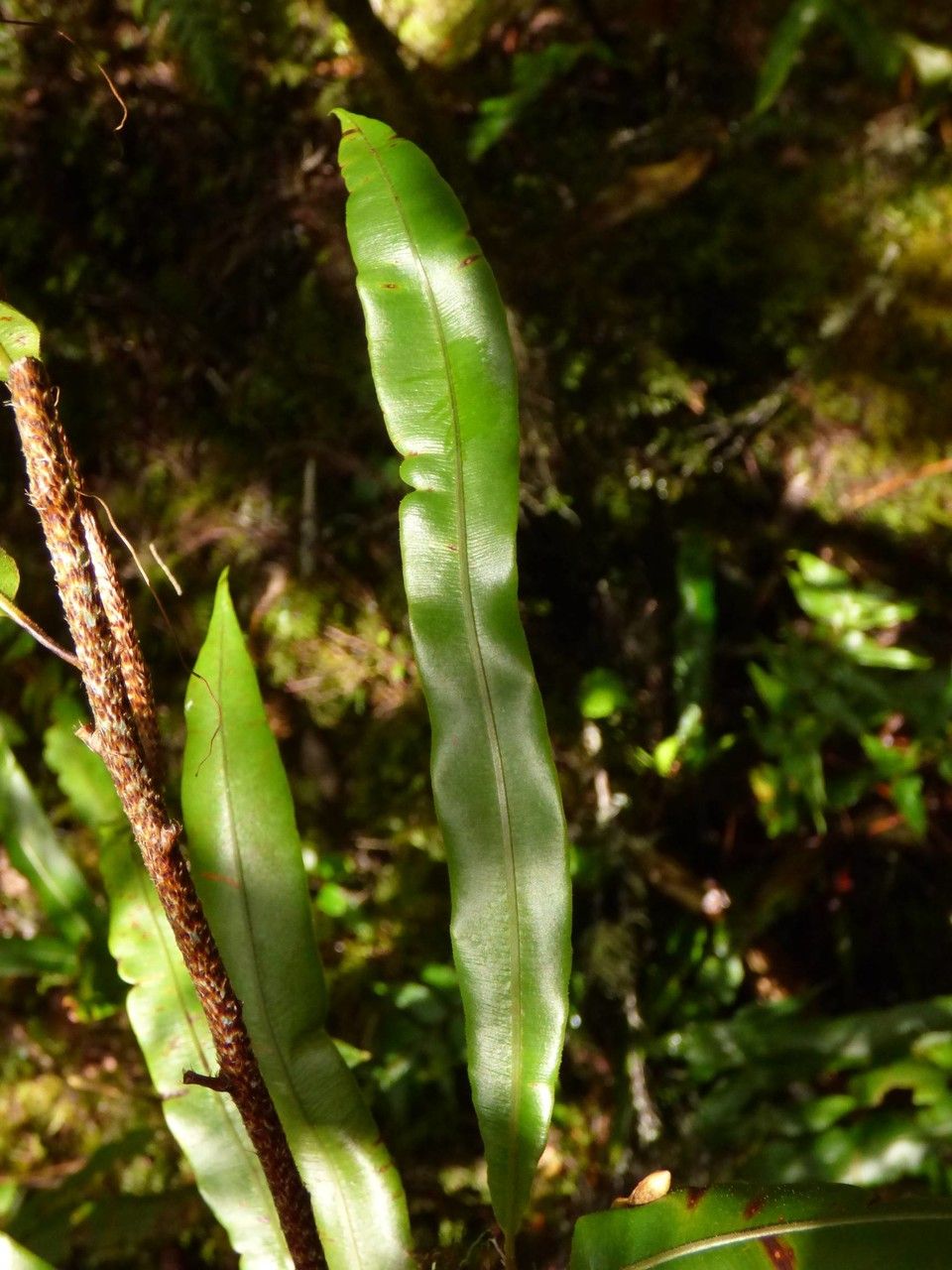 Oleandra distenta leaf
