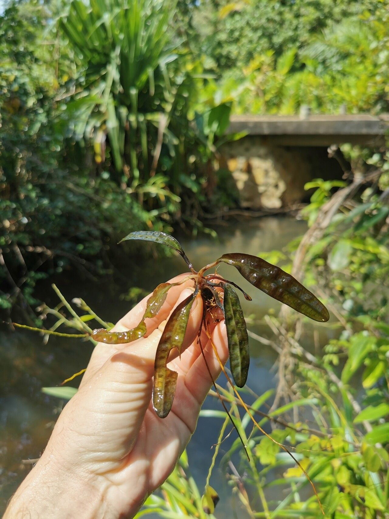 Aponogeton bernierianus — related species from the same genus