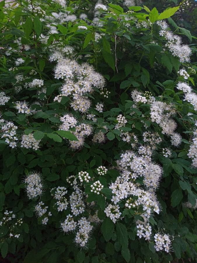 Spiraea chamaedryfolia fruit