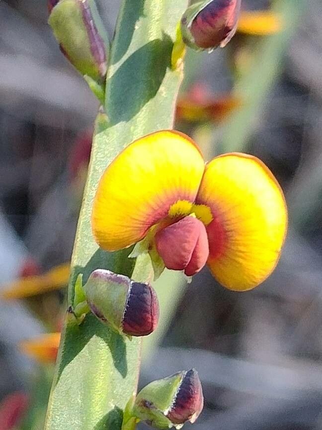 Bossiaea scolopendria — houseplant care guide