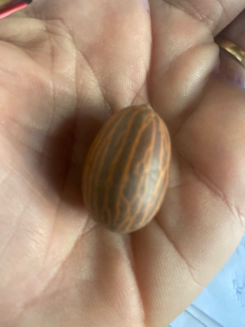 Gnetum leyboldii fruit