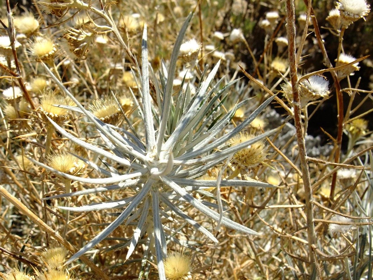 Carlina xeranthemoides habit